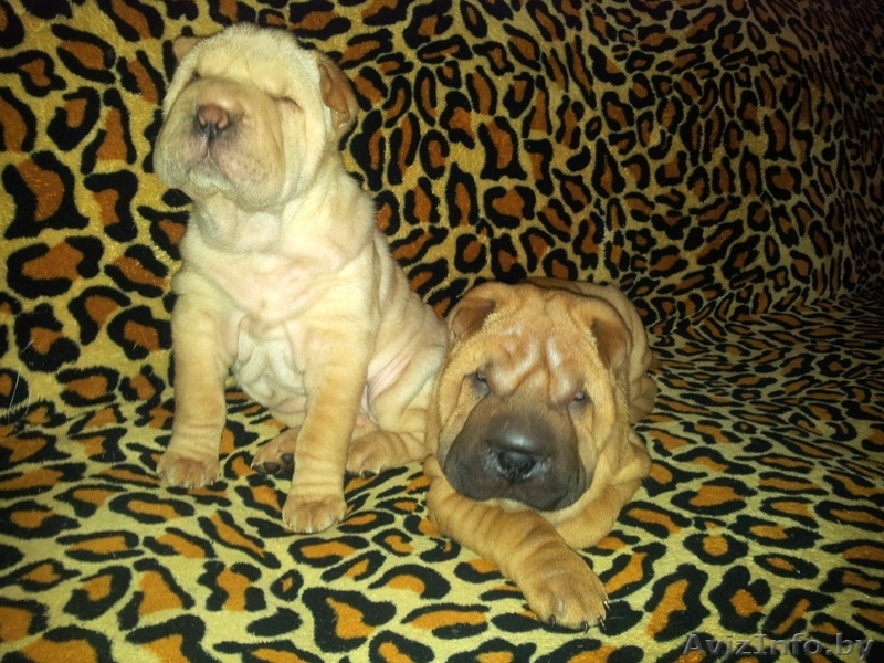 Прадажа шарпеев!!! - Изображение #5, Объявление #816722