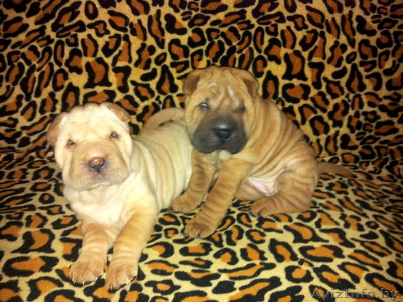 Прадажа шарпеев!!! - Изображение #6, Объявление #816722