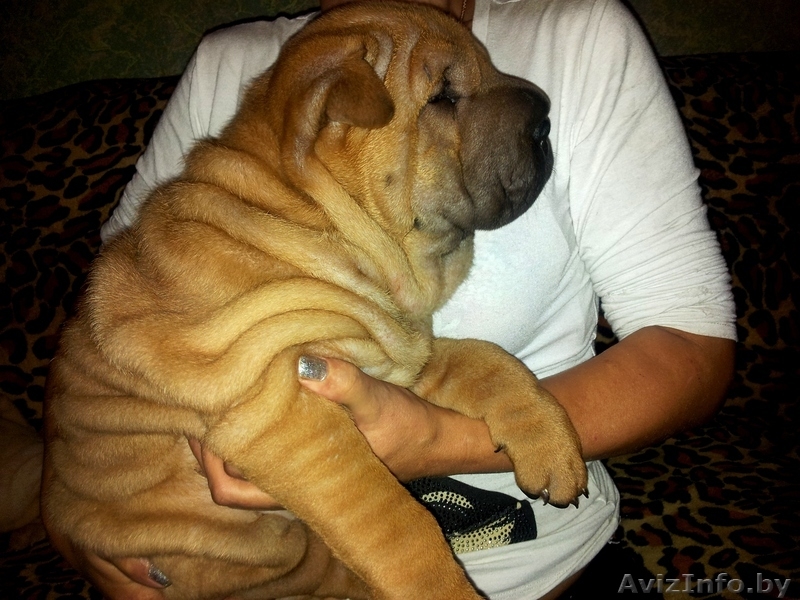 Прадажа шарпеев!!! - Изображение #7, Объявление #816722