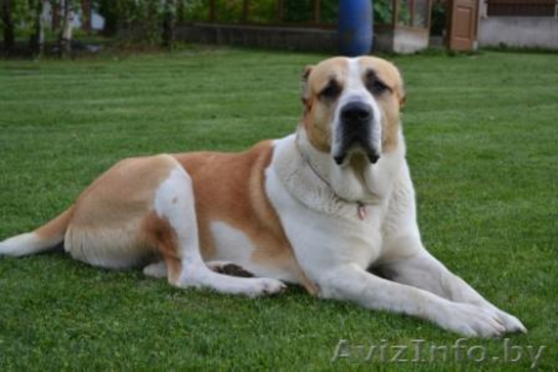 Щенки среднеазиатской овчарки (алабай) от родителей-чемпионов - Изображение #5, Объявление #864159