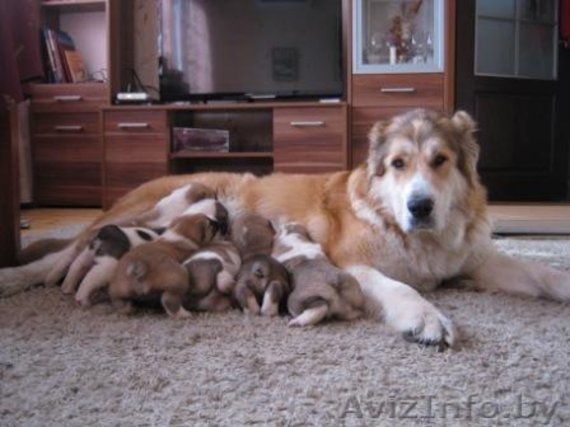 Щенки среднеазиатской овчарки (алабай) от родителей-чемпионов - Изображение #6, Объявление #864159