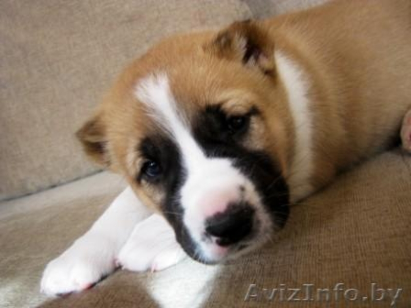 Щенки среднеазиатской овчарки (алабай) от родителей-чемпионов - Изображение #1, Объявление #864159