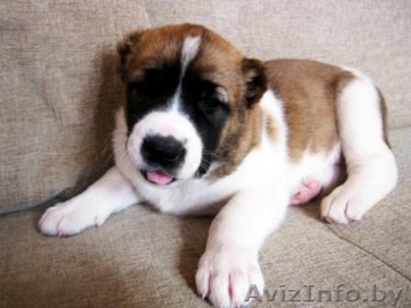 Щенки среднеазиатской овчарки (алабай) от родителей-чемпионов - Изображение #3, Объявление #864159