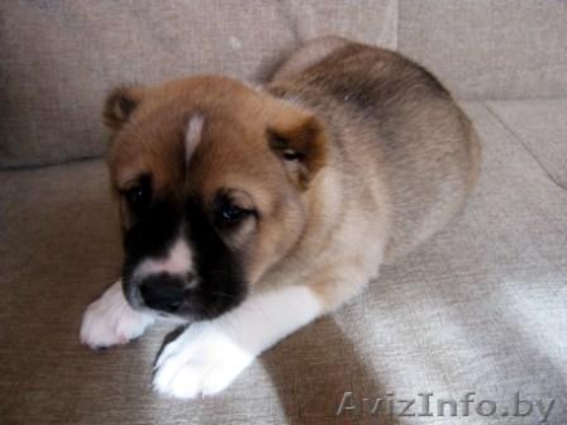 Щенки среднеазиатской овчарки (алабай) от родителей-чемпионов - Изображение #4, Объявление #864159