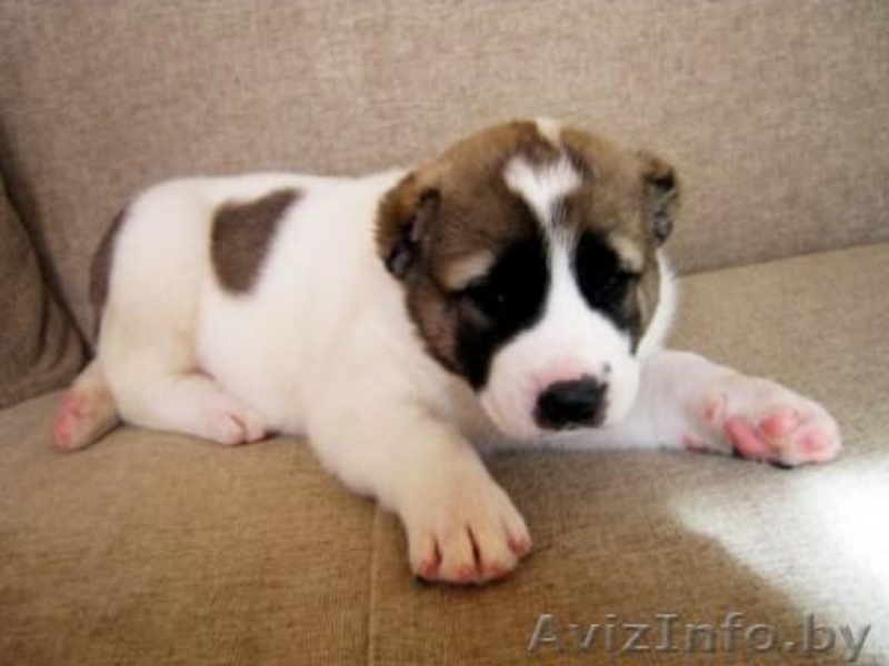 Щенки среднеазиатской овчарки (алабай) от родителей-чемпионов - Изображение #2, Объявление #864159