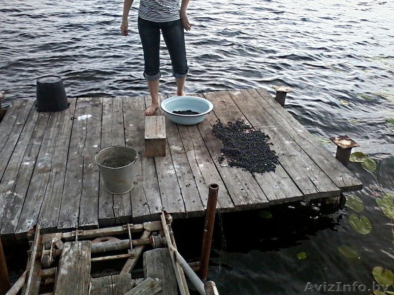 продам дачу в витебской обл. на берегу озера - Изображение #4, Объявление #928589