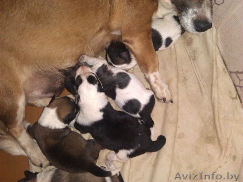 Щеночки маленькой собачки - Изображение #1, Объявление #988737