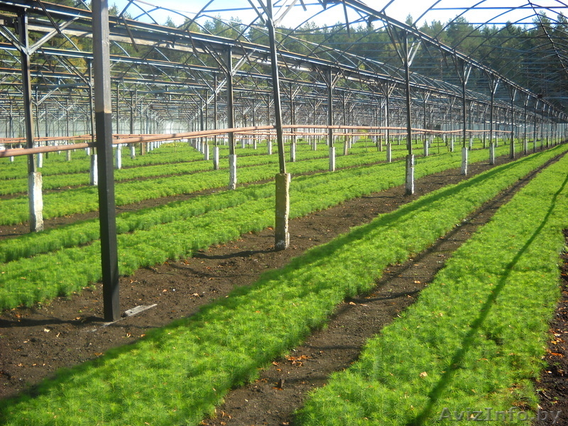 Глубокский опытный лесхоз реализует сеянцы сосны обыкновенной - Изображение #3, Объявление #1040957