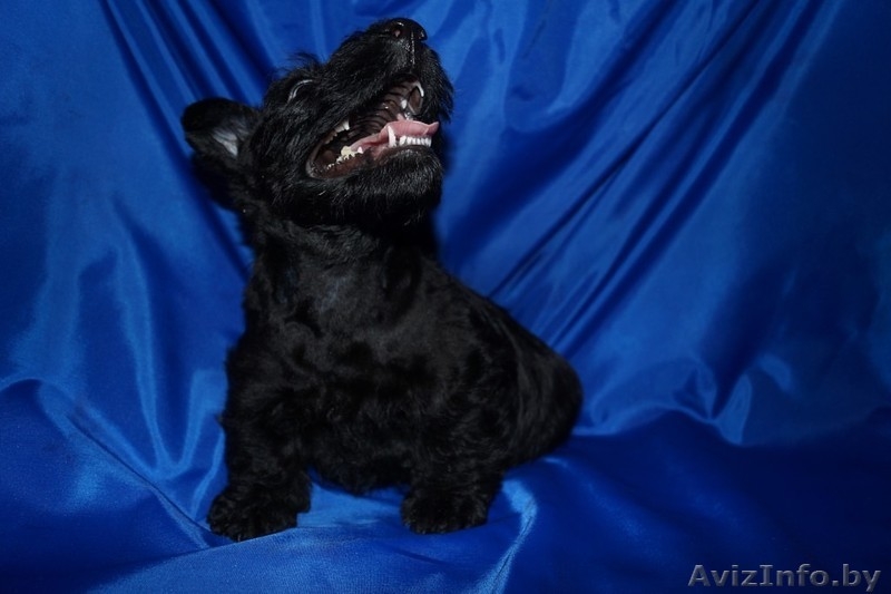 4 щенка скотч-терьера - Изображение #2, Объявление #1232126