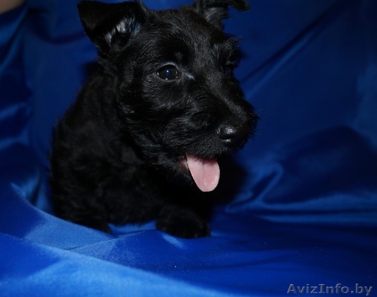 4 щенка скотч-терьера - Изображение #3, Объявление #1232126