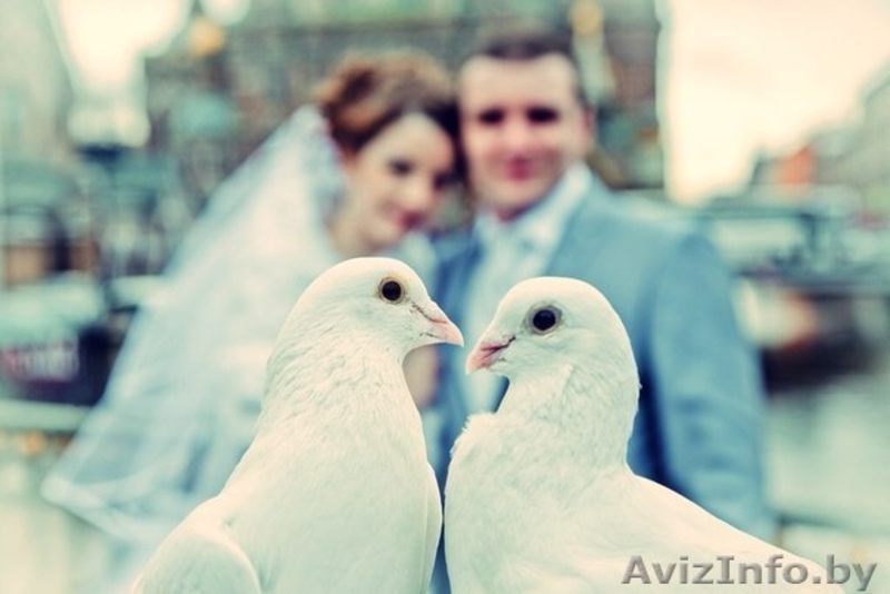 Голуби на свадьбу - Изображение #3, Объявление #1257883