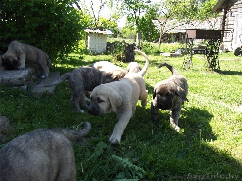 щенки испанского мастифа - Изображение #3, Объявление #1299525