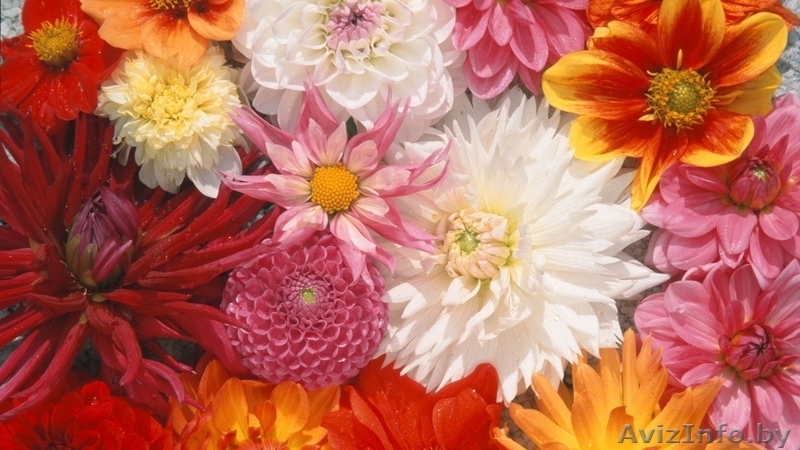 Семена цветов весовые, пакетированные оптом - Изображение #1, Объявление #1346384