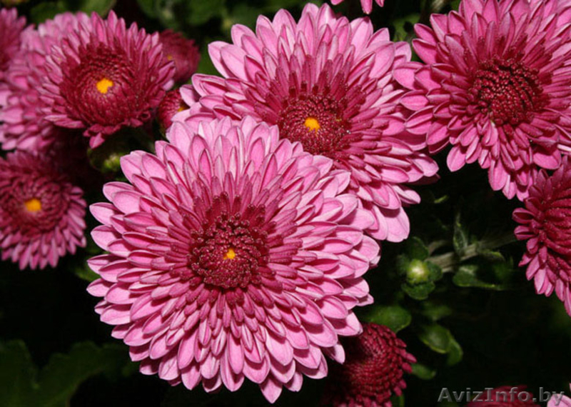 Семена цветов весовые, пакетированные оптом - Изображение #4, Объявление #1346384