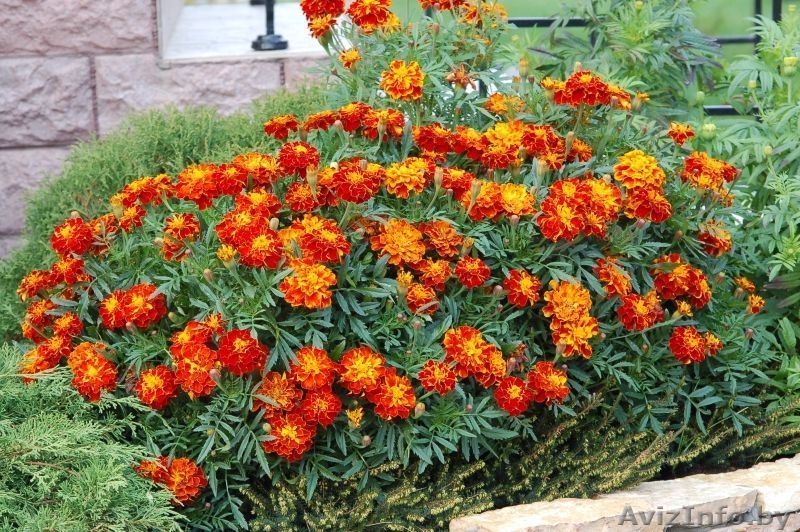 Семена цветов весовые, пакетированные оптом - Изображение #3, Объявление #1346384