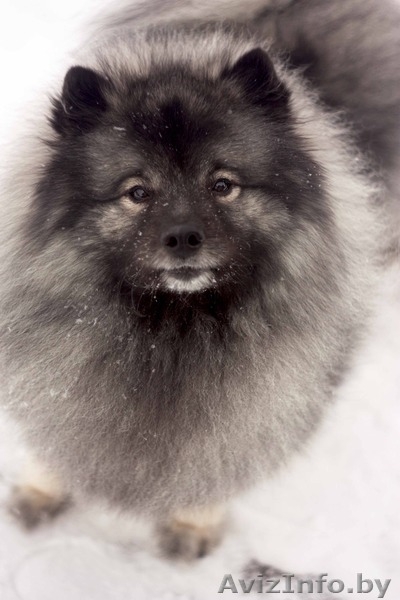 продаются щенки Кеесхонда(Вольфшпиц) с отличной родословной - Изображение #1, Объявление #1363728