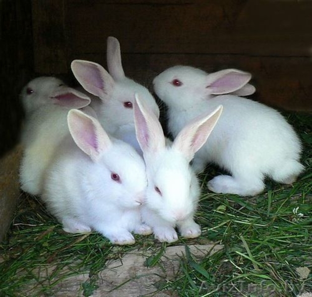 ПРодам Кроликов Уток - Изображение #1, Объявление #1399687