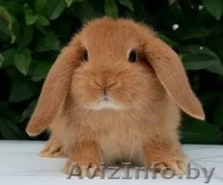 ПРодам Кроликов Уток - Изображение #5, Объявление #1399687