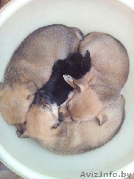 Отдам даром щенков - Изображение #3, Объявление #1467964