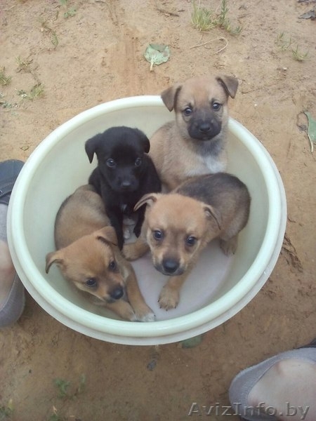 Отдам даром щенков - Изображение #2, Объявление #1467964