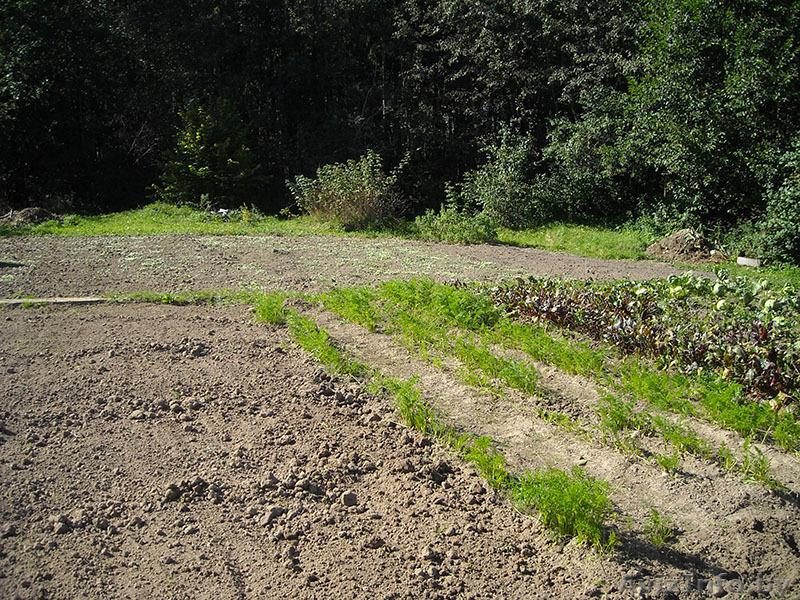 Продается дача. Химик-5.  - Изображение #3, Объявление #1487234