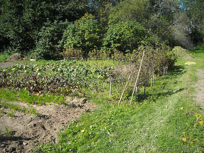 Продается дача. Химик-5.  - Изображение #4, Объявление #1487234