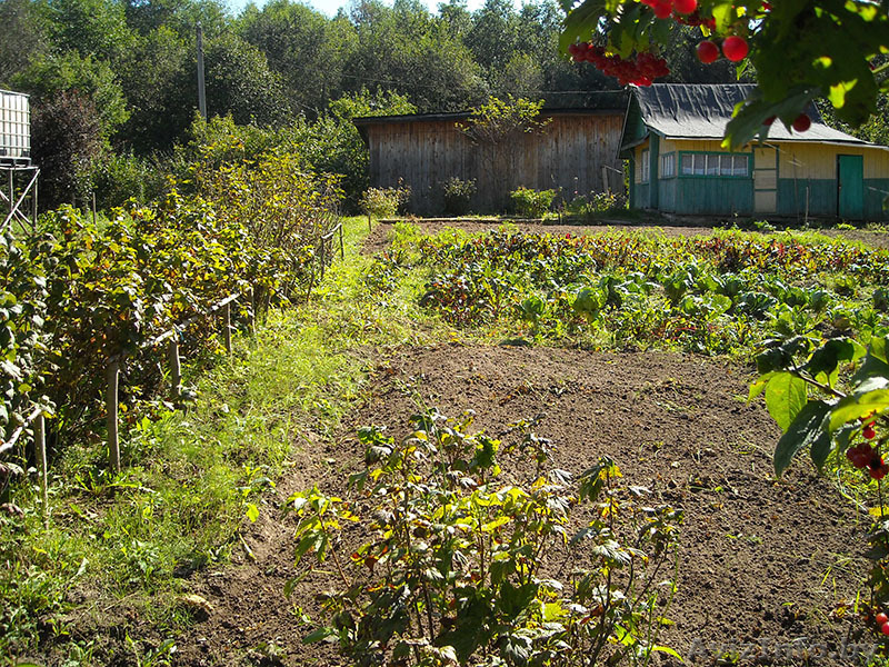 Продается дача. Химик-5.  - Изображение #5, Объявление #1487234