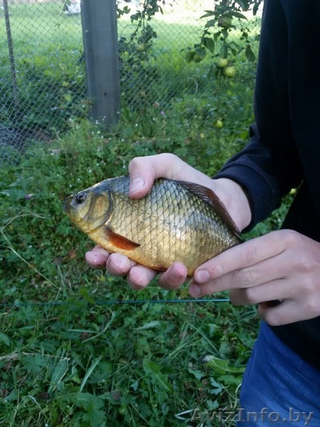 Коттедж в тихом чистом месте - Изображение #10, Объявление #1558361