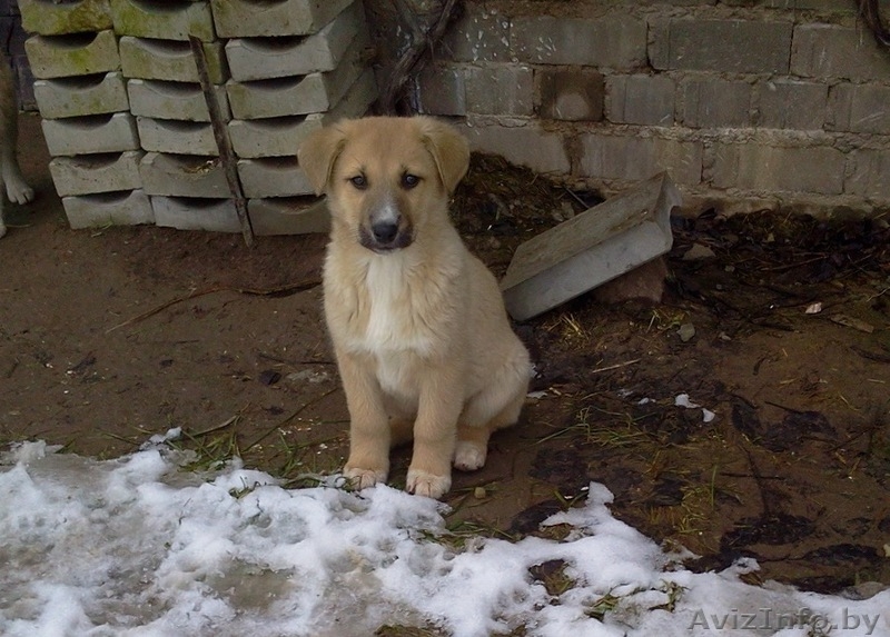 Щенки, 3 месяца - Изображение #2, Объявление #1596916