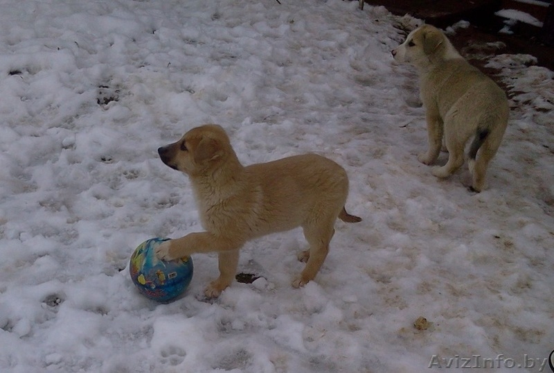 Щенки, 3 месяца - Изображение #3, Объявление #1596916