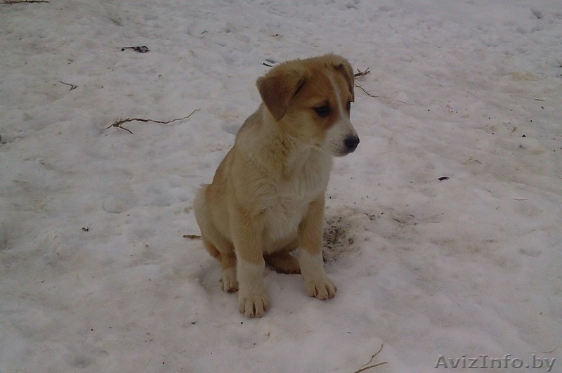 Щенки, 3 месяца - Изображение #5, Объявление #1596916
