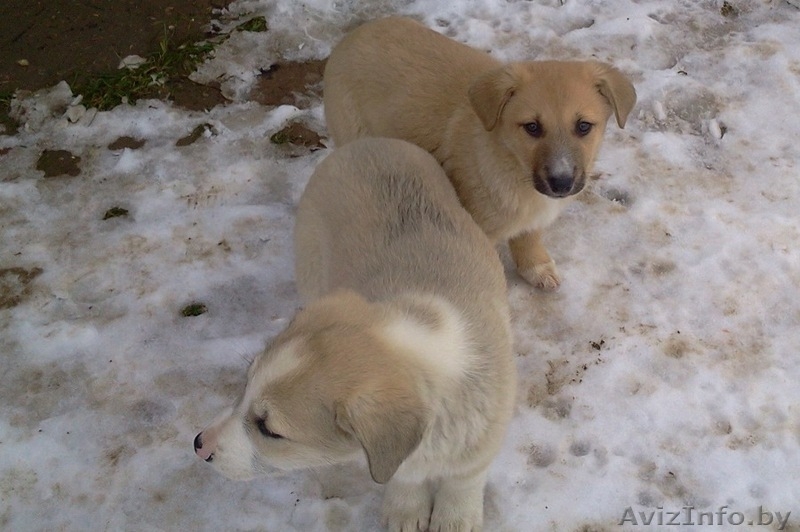Щенки, 3 месяца - Изображение #1, Объявление #1596916