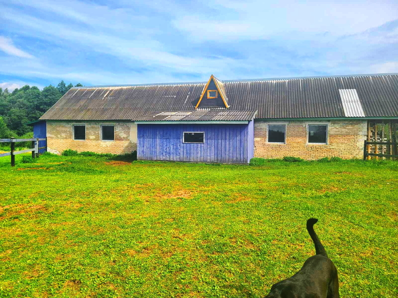 Продам Фермерское хозяйство в витебской области - Изображение #5, Объявление #1751232